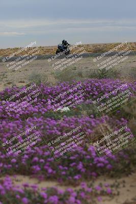 media/Jan-14-2023-SoCal Trackdays (Sat) [[497694156f]]/Turn 14 Exit Bloomig (145pm)/